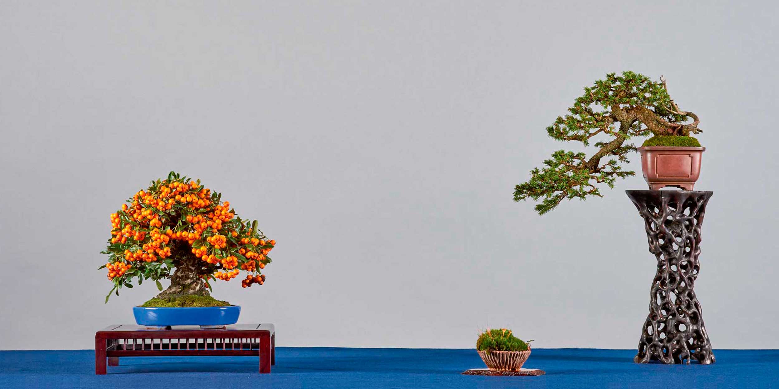 Bonsai Club Brixen