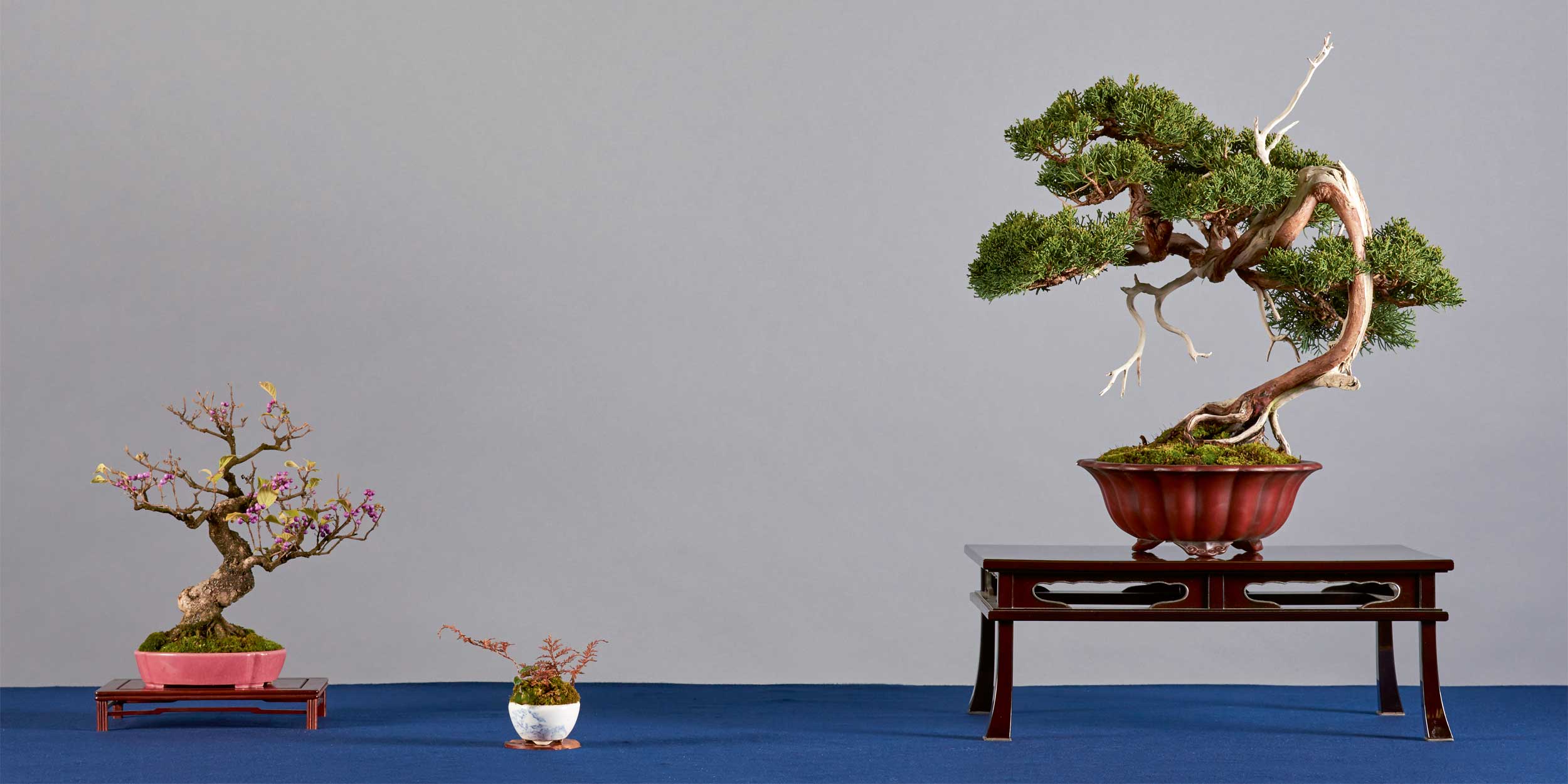 Bonsai Club Brixen