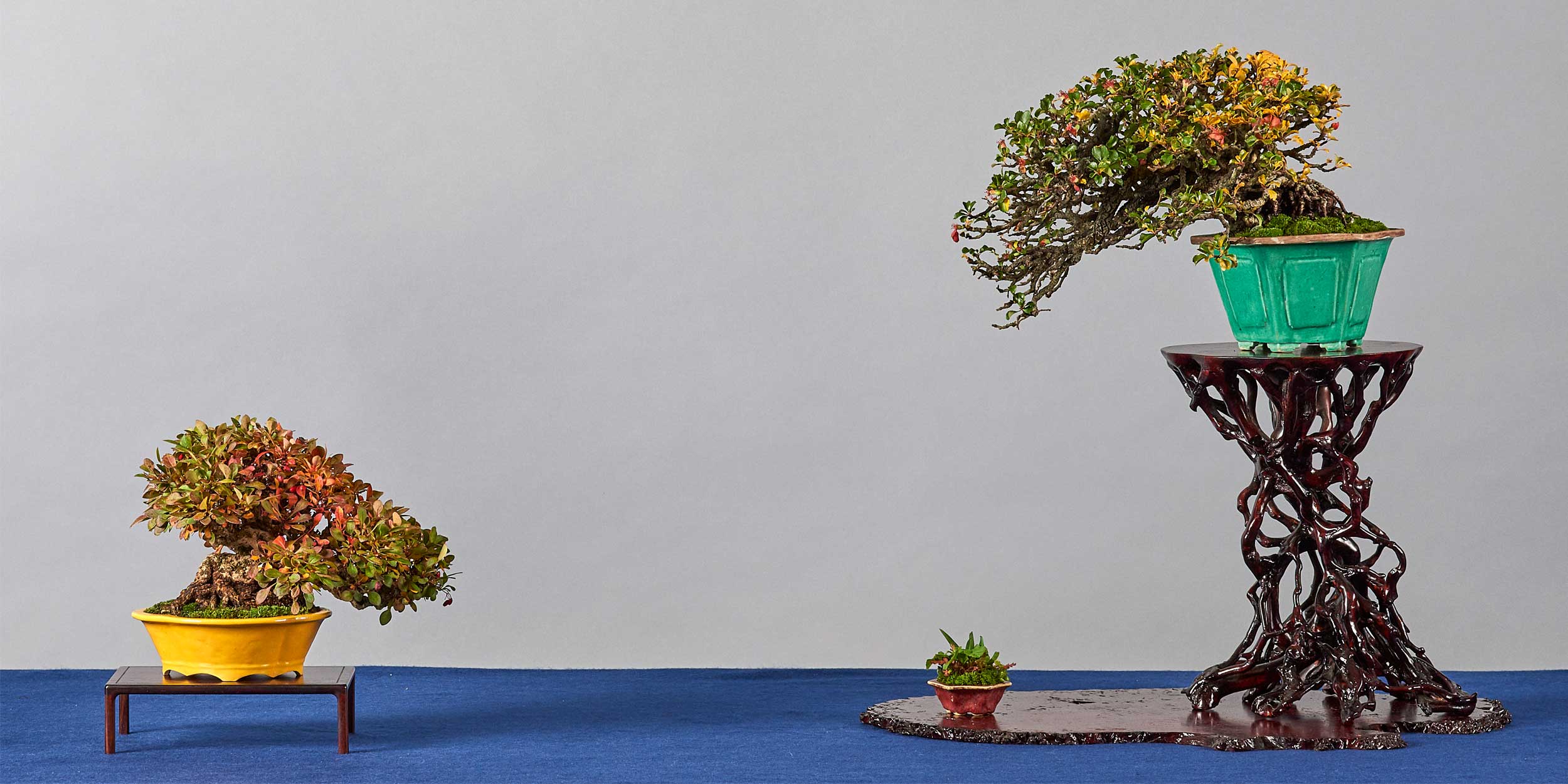 Bonsai Club Brixen