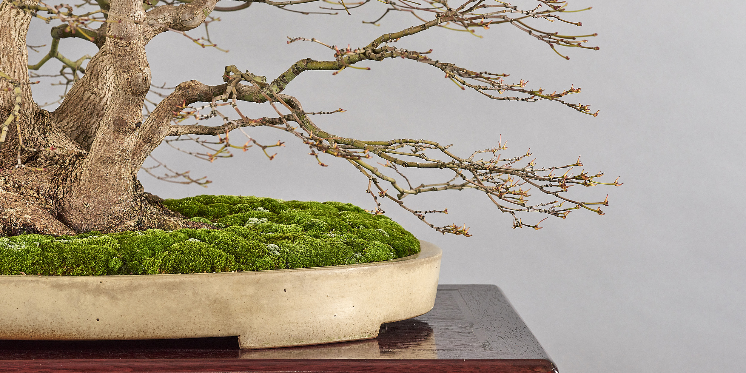 Aki Ten Bonsai