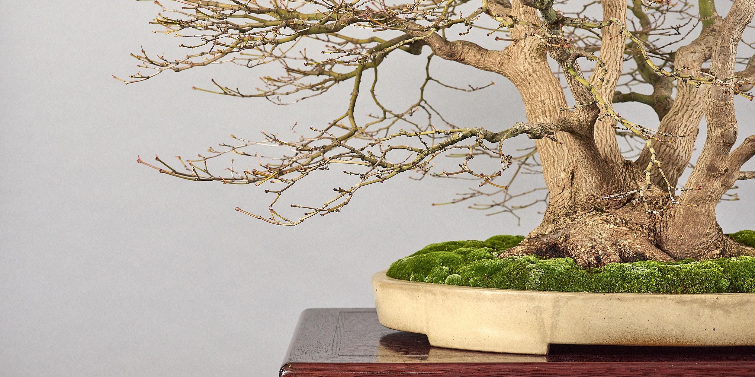 Bonsai Club Brixen